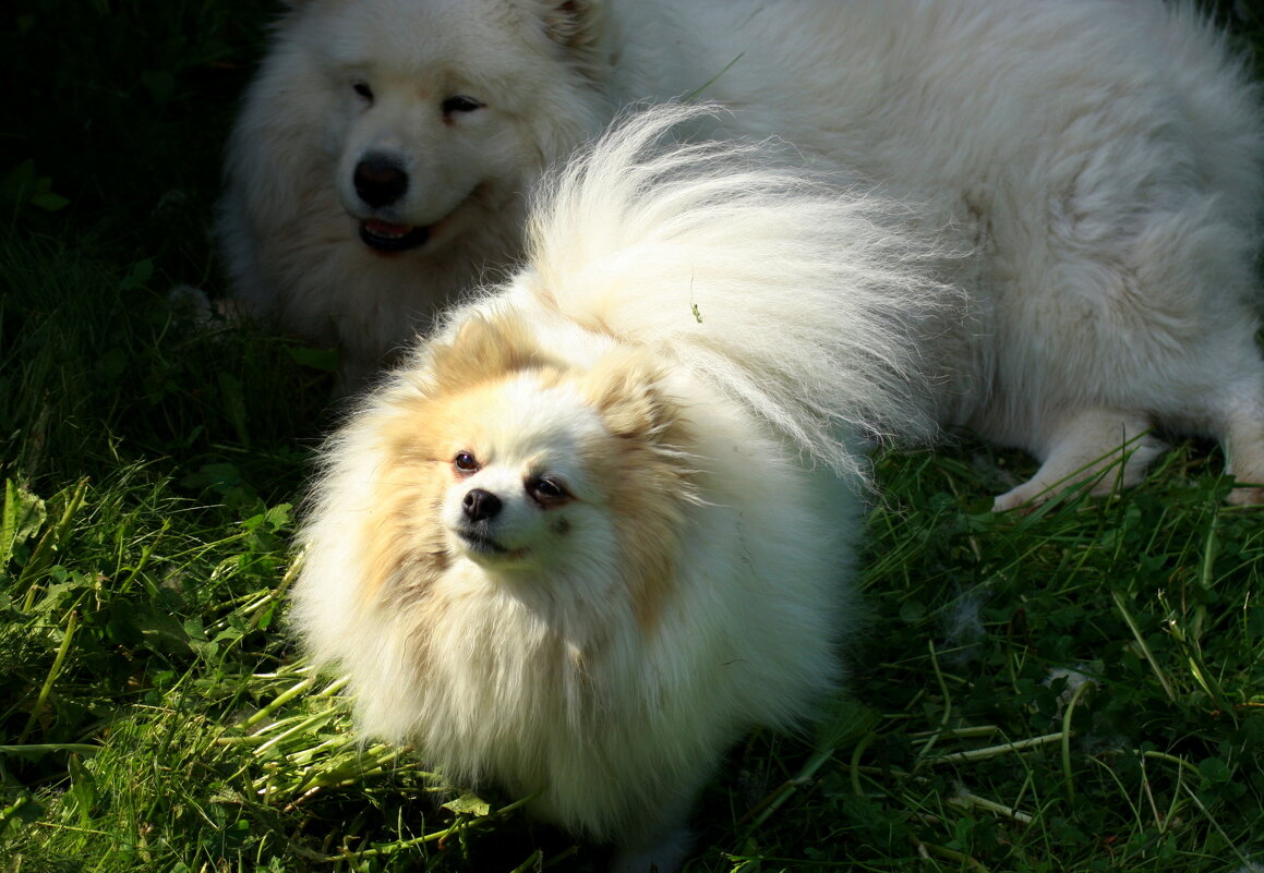 Лохматое солнышко... - Нэля Лысенко