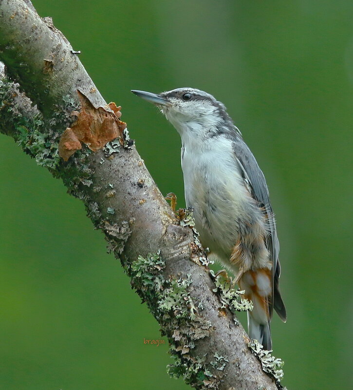 встречи в июльском лесу - Andrey Bragin 