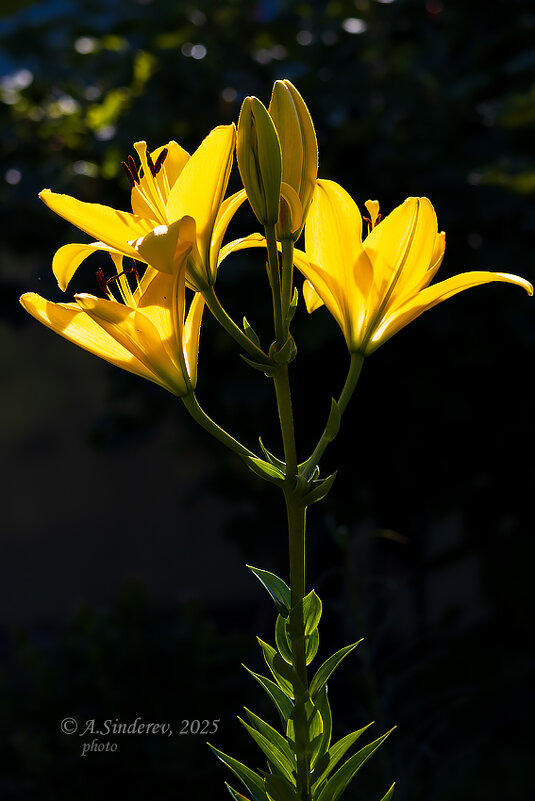 Жёлтая лилия на солнце - Александр Синдерёв Жёлтая лилия на солнце - Александр Синдерёв