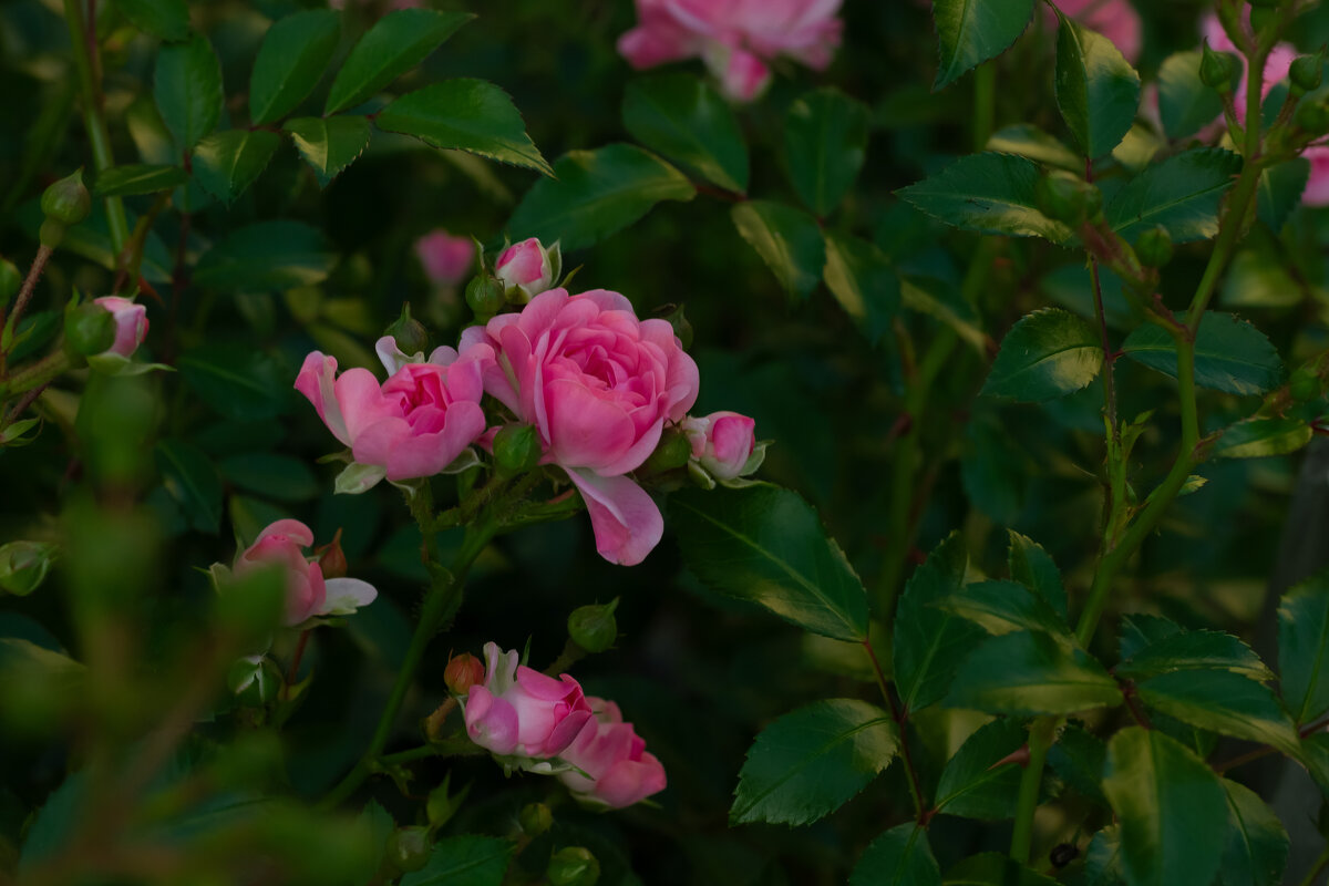 Розы - Ольга Святенко