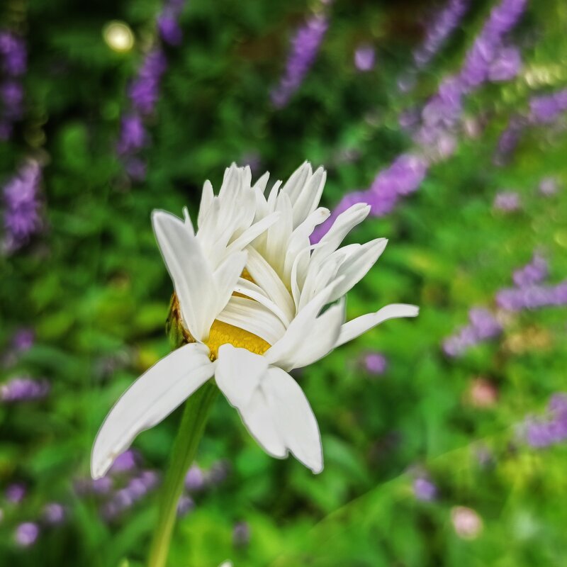 С добрым утром! - veilins veilins