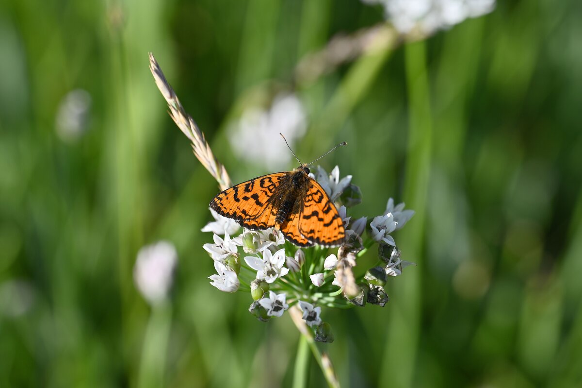 Шашечница - Ольга 