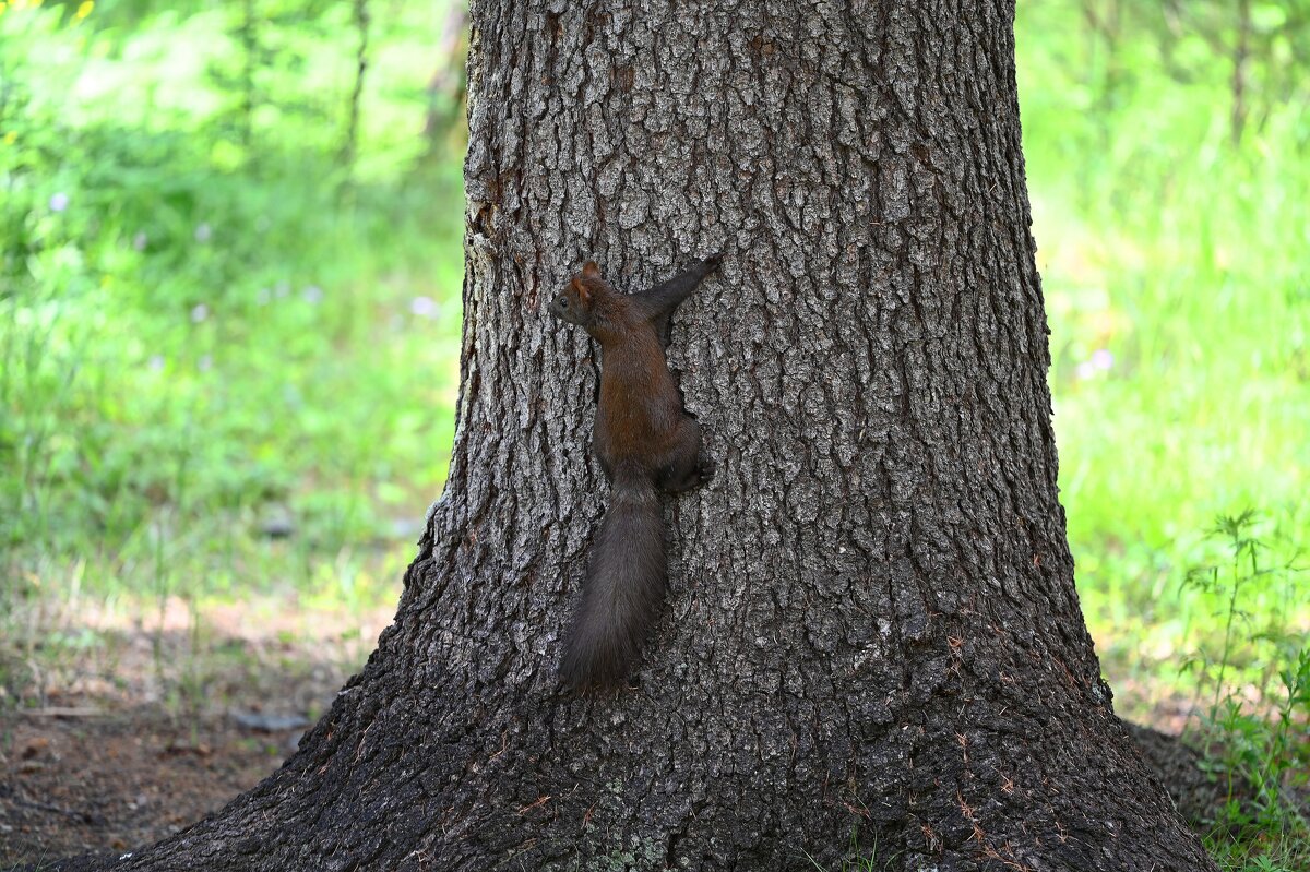 Белочка - Ольга 