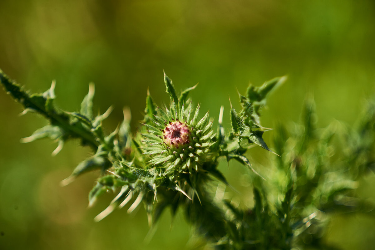 Чертополох - Александр Леонов