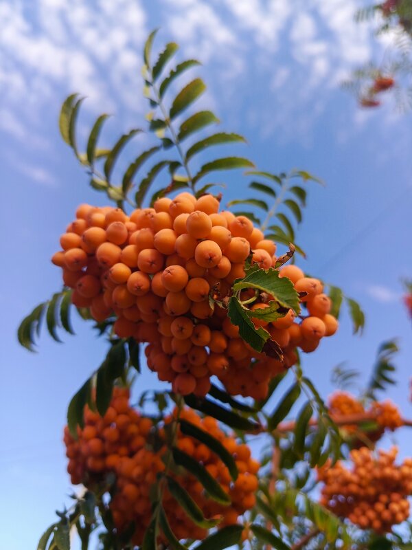 Рябина - Татьяна Пальчикова Рябина - Татьяна Пальчикова
