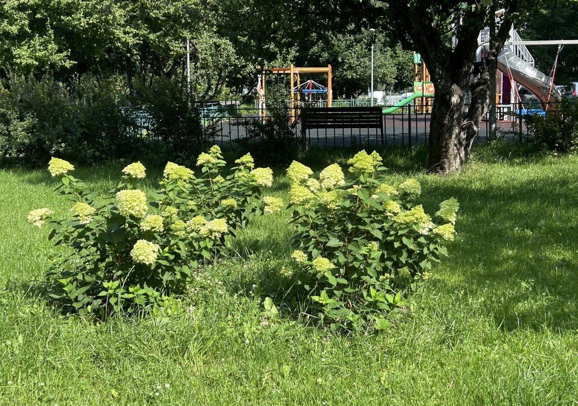 Гортензия метельчатая - Oleg4618 Шутченко