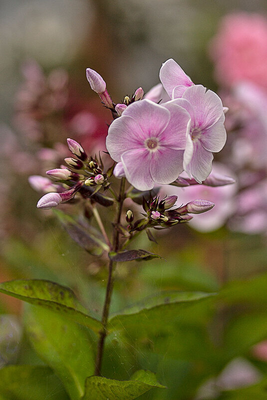 Флоксы - Александр Трухин