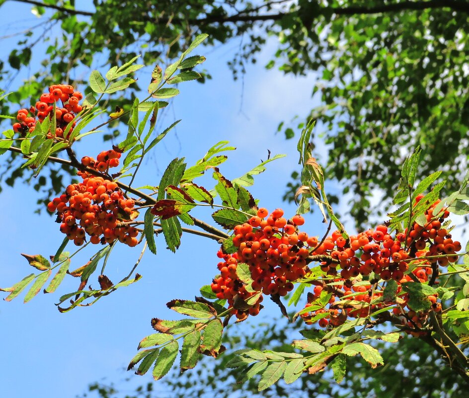 Созревающая рябина - Андрей Снегерёв