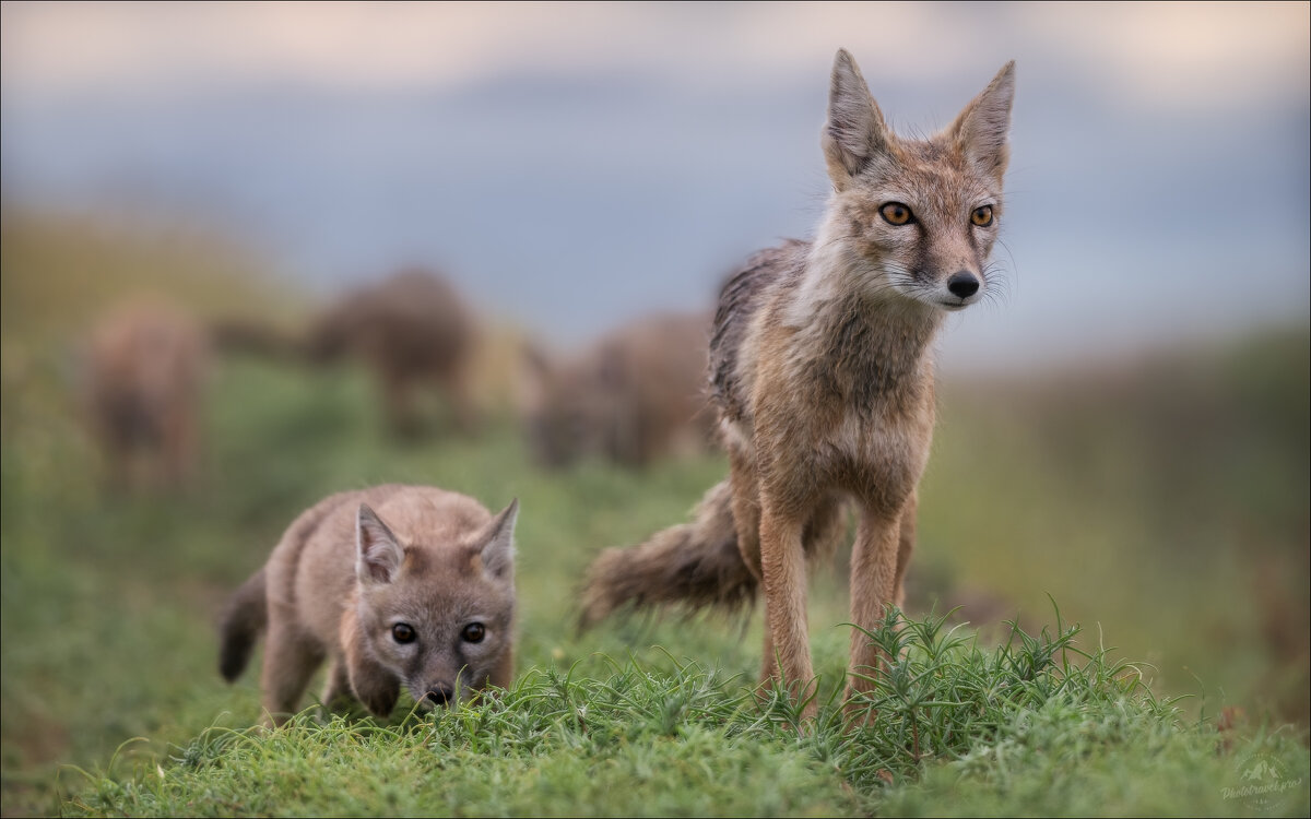 Степной дозор - Влад Соколовский
