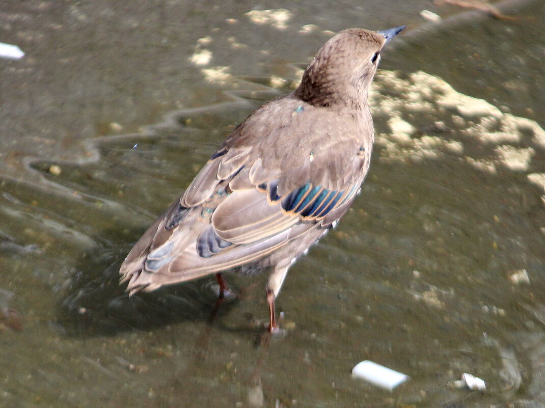 Первые взрослые перья - Александр Чеботарь Первые взрослые перья - Александр Чеботарь