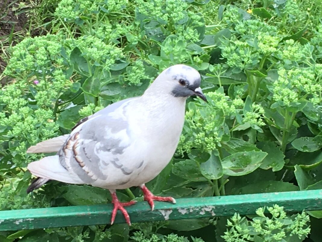 Голубок или голубка? - Владимир Павлов