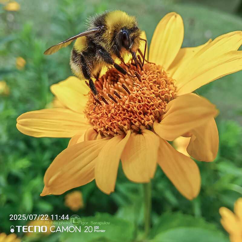 Шмель - Игорь Сарапулов Шмель - Игорь Сарапулов