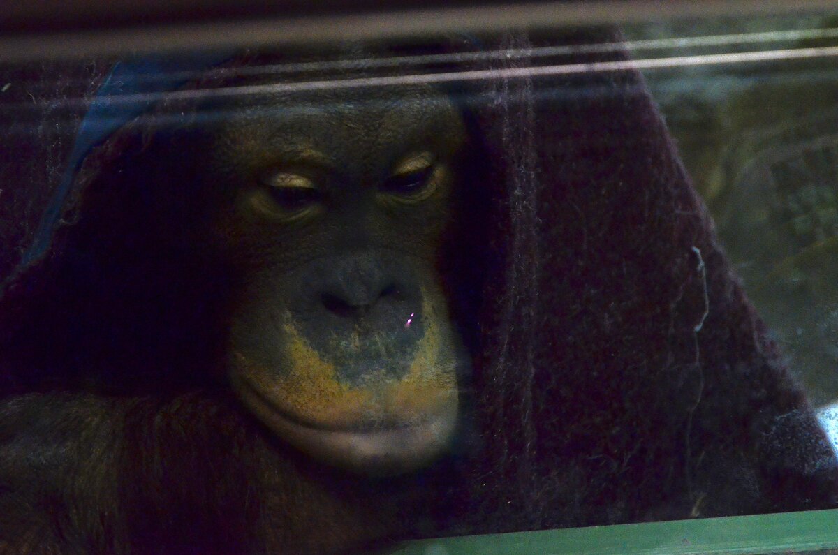 В зоопарке. - Наталья Вязигина