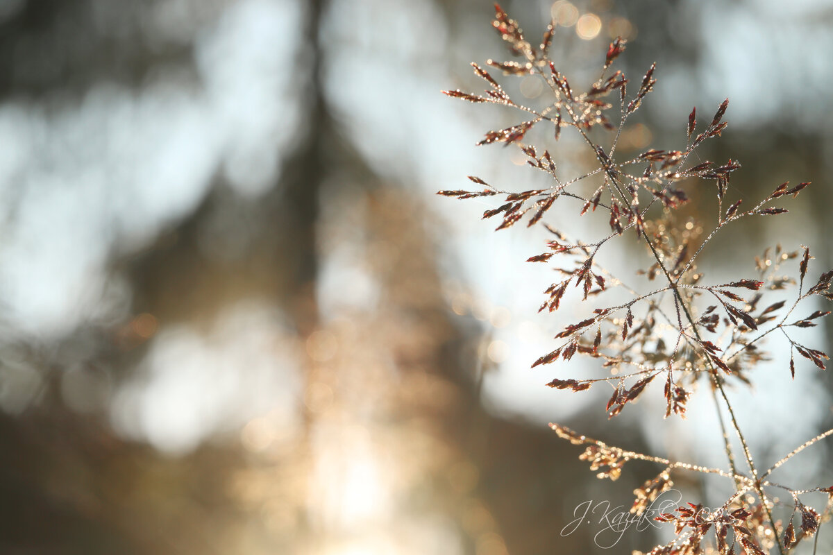 *** - Елена Kазак (selena1965)