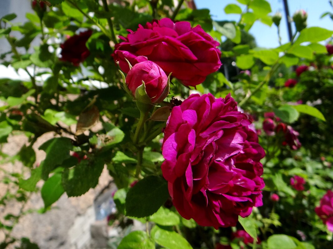 Лето розы - Антонина Гугаева