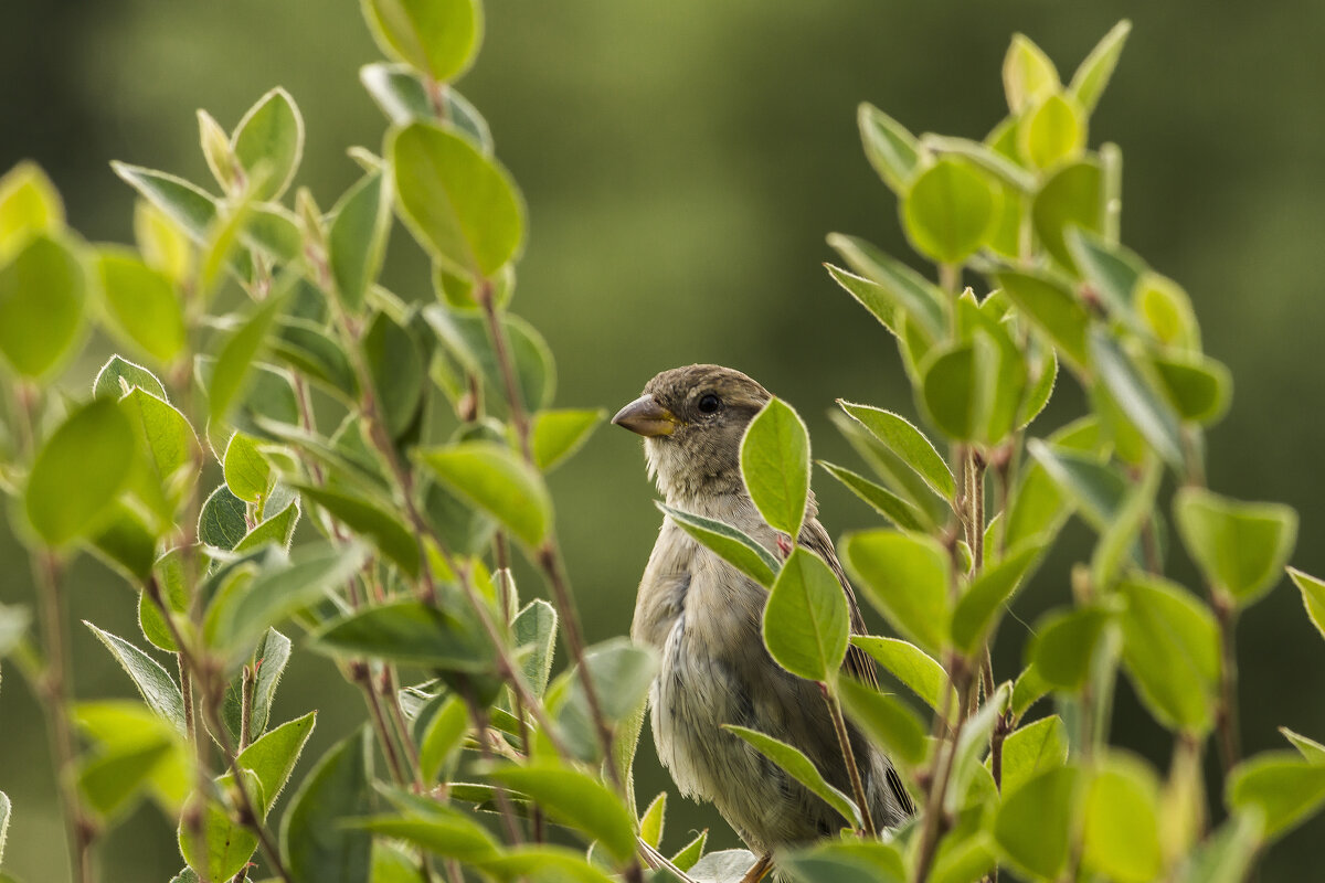 воробей спрятался - Алексей Булак