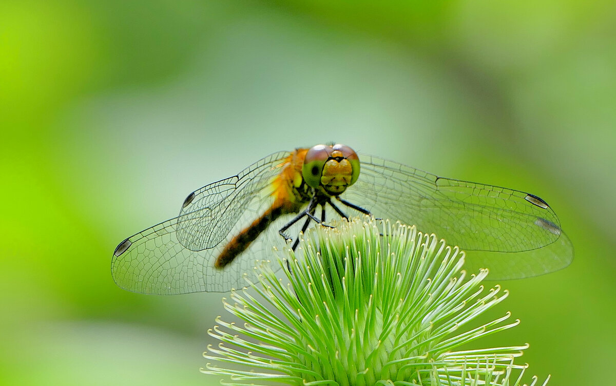 сегодняшние стрекозки 1 - Александр Прокудин сегодняшние стрекозки 1 - Александр Прокудин