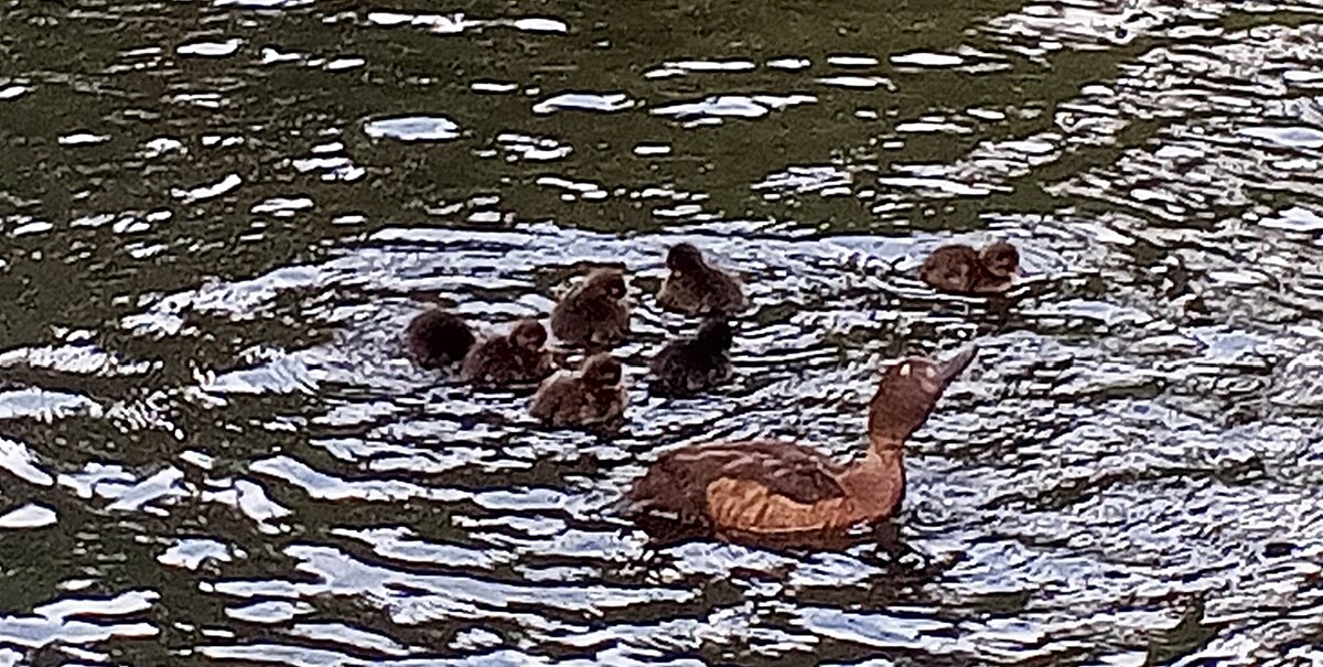 Чернети - Сапсан 