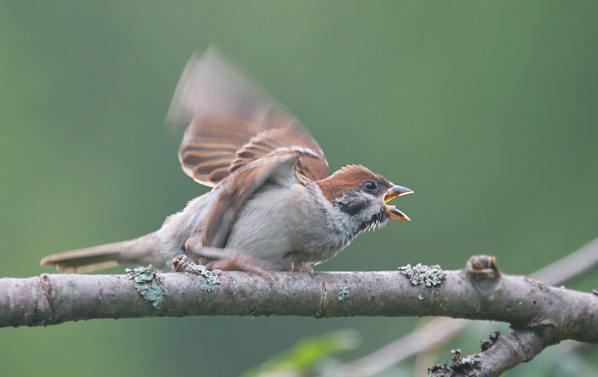 ... напористый такой... - Andrey Bragin 