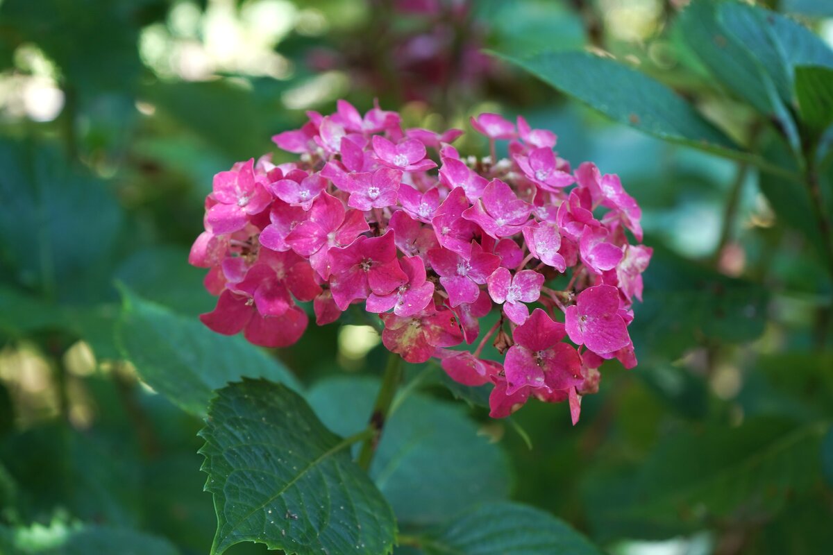 Гортензия - Татьяна Тюменка