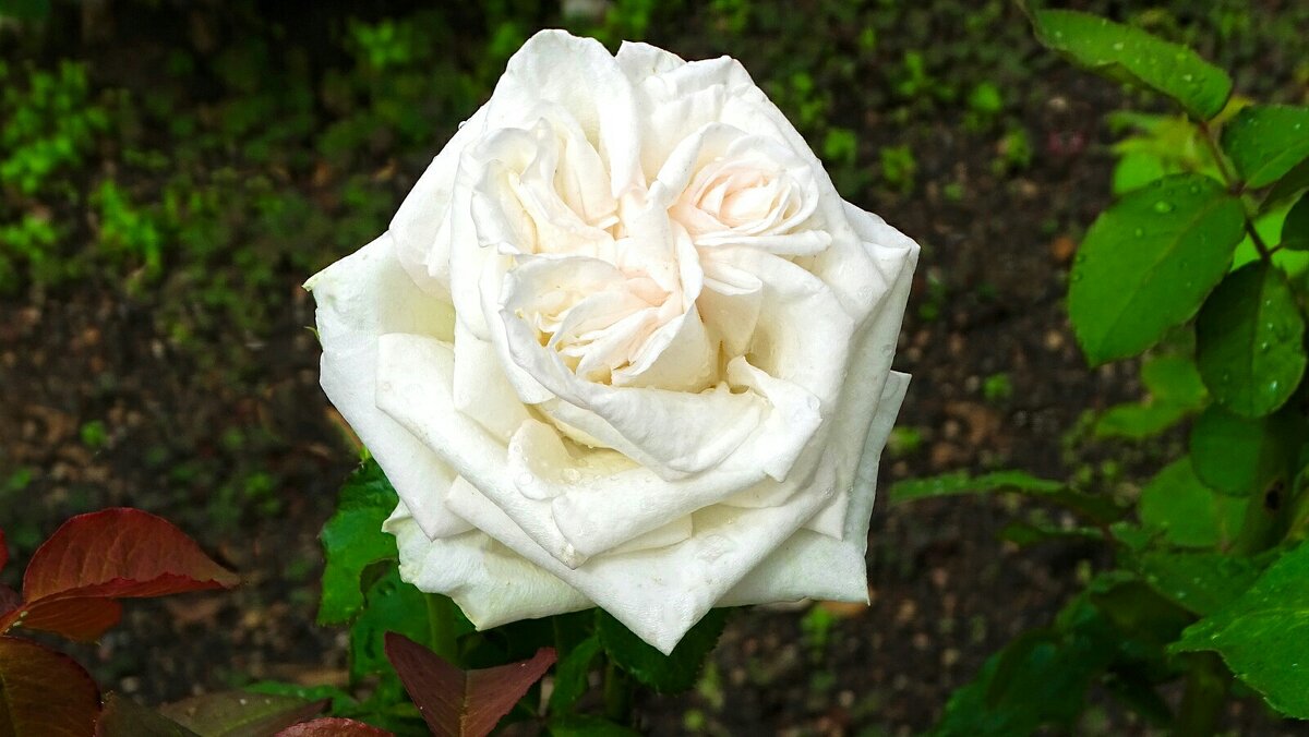 Интересная роза. - Милешкин Владимир Алексеевич 