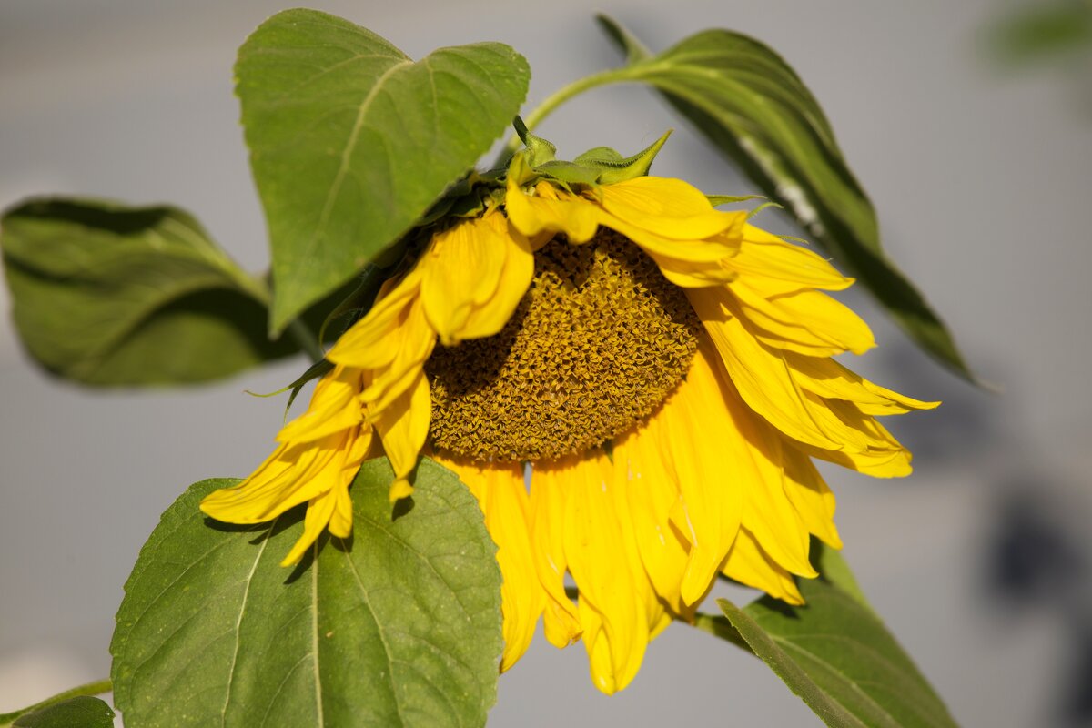 Солнечный цветок (жара, засуха) - Светлана Тихонина