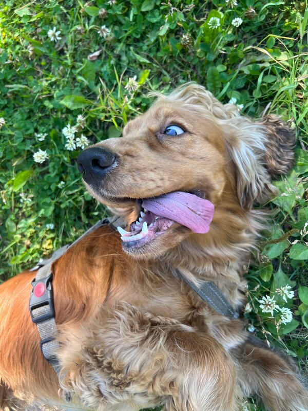 Пёсье счастье ) - Павел Харлин