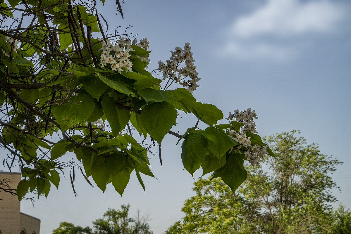 Катальпа - Анатолий Чикчирный