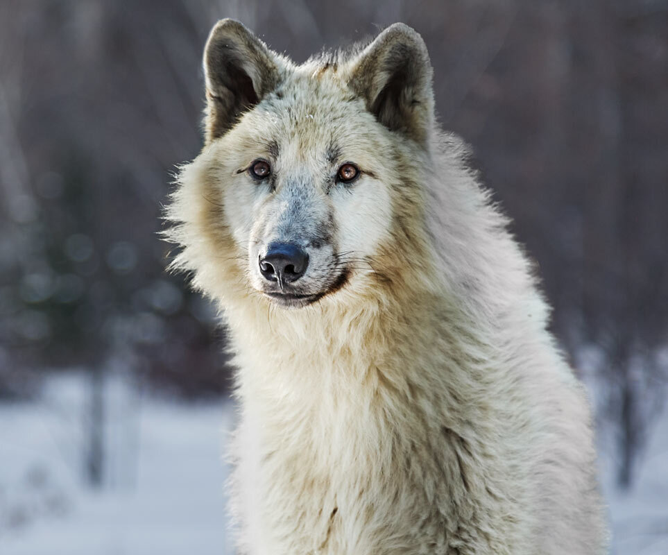 Белый волк - SanSan 