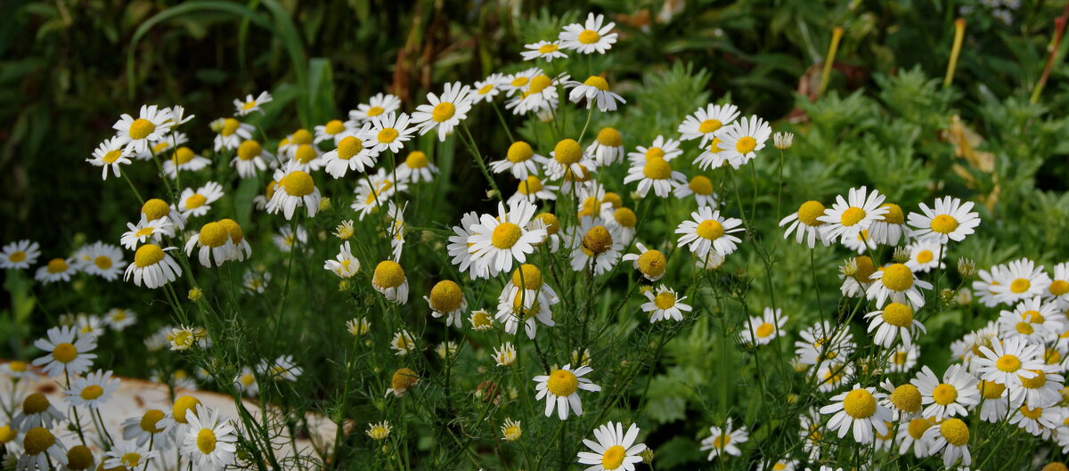 Июльские ромашки. - сергей ермошкин Июльские ромашки. - сергей ермошкин