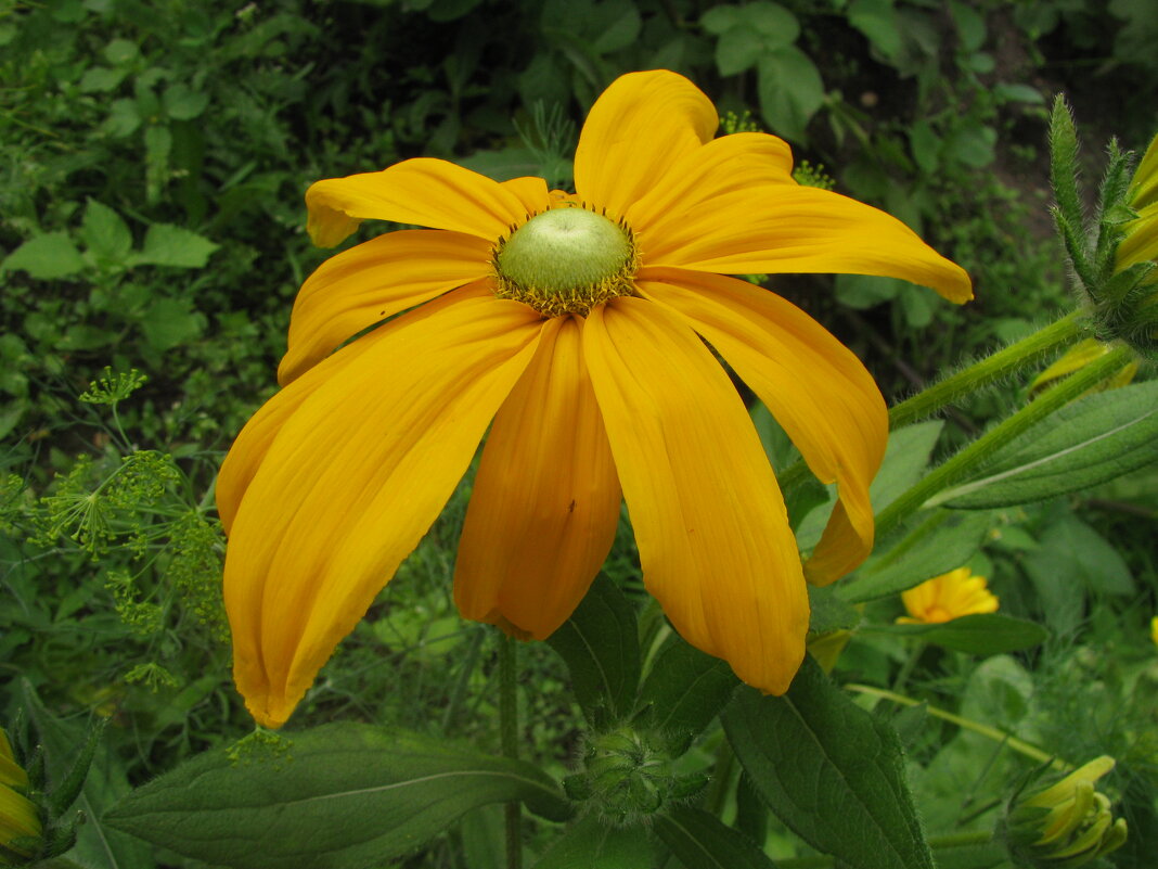 Зеленоглазая красавица - Людмила Смородинская Зеленоглазая красавица - Людмила Смородинская