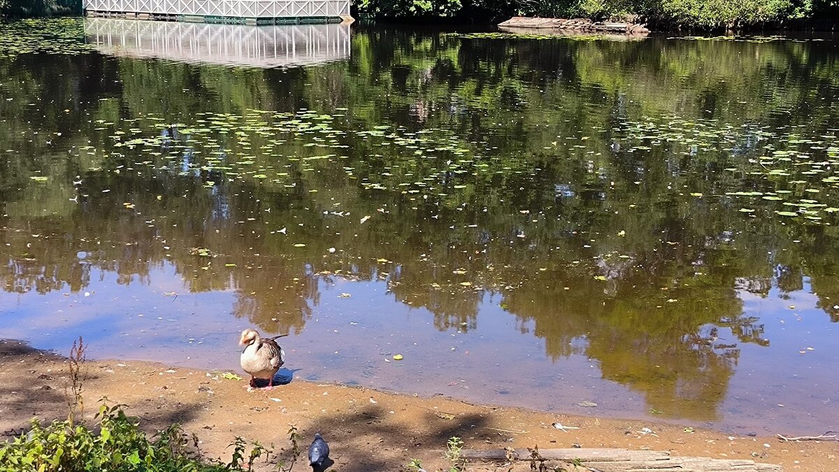 Гусь с Елагина острова. - Ольга Гусь с Елагина острова. - Ольга