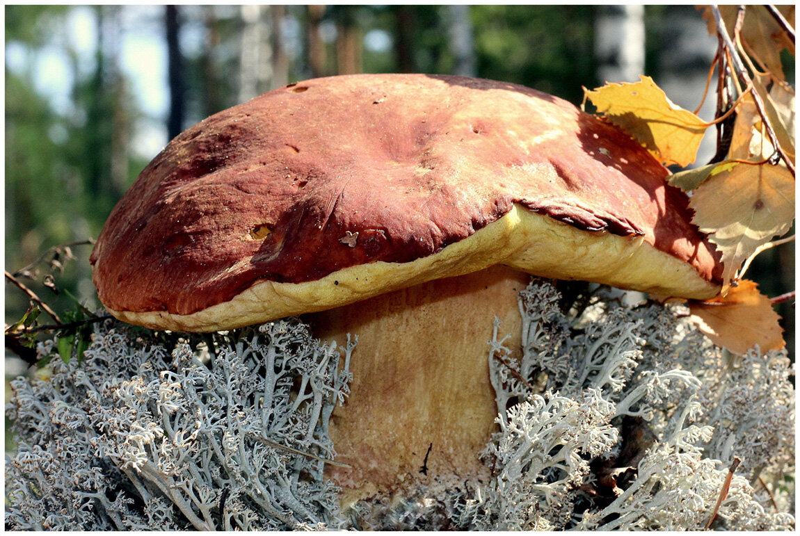 Царь - Aleksandr Gal