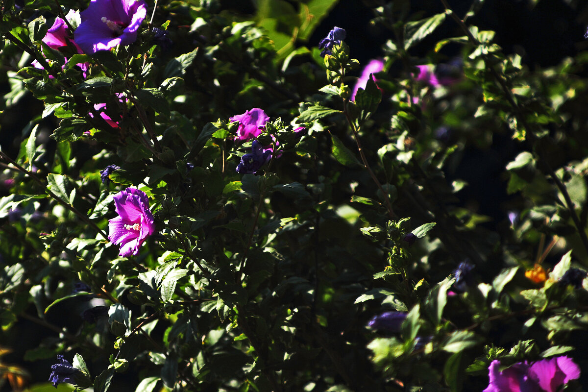 Гибискус - Юрий Гайворонскiий