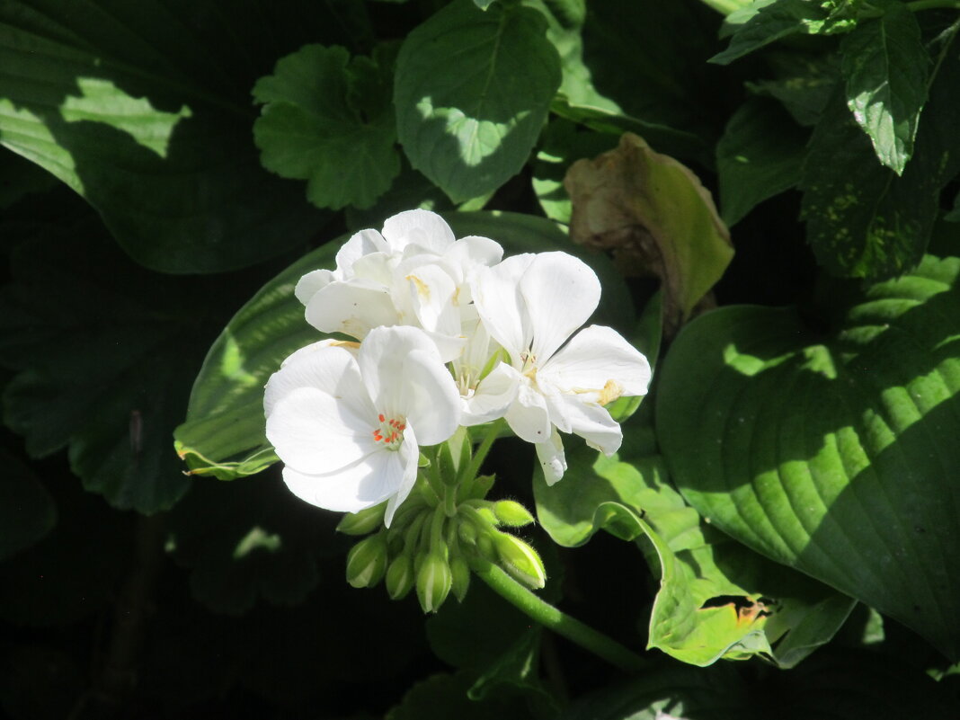 дачное - Елена Шаламова дачное - Елена Шаламова