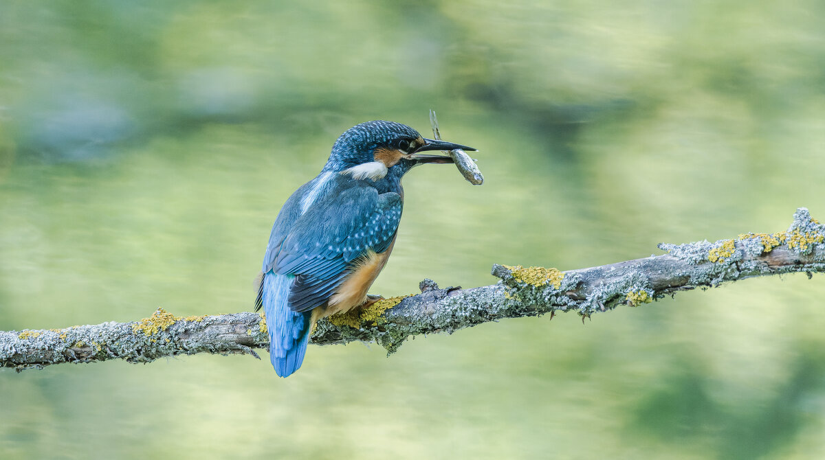 зимородок. - юрий макаров