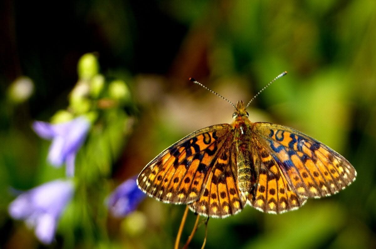 Всім Доброго ранку - Степан Карачко