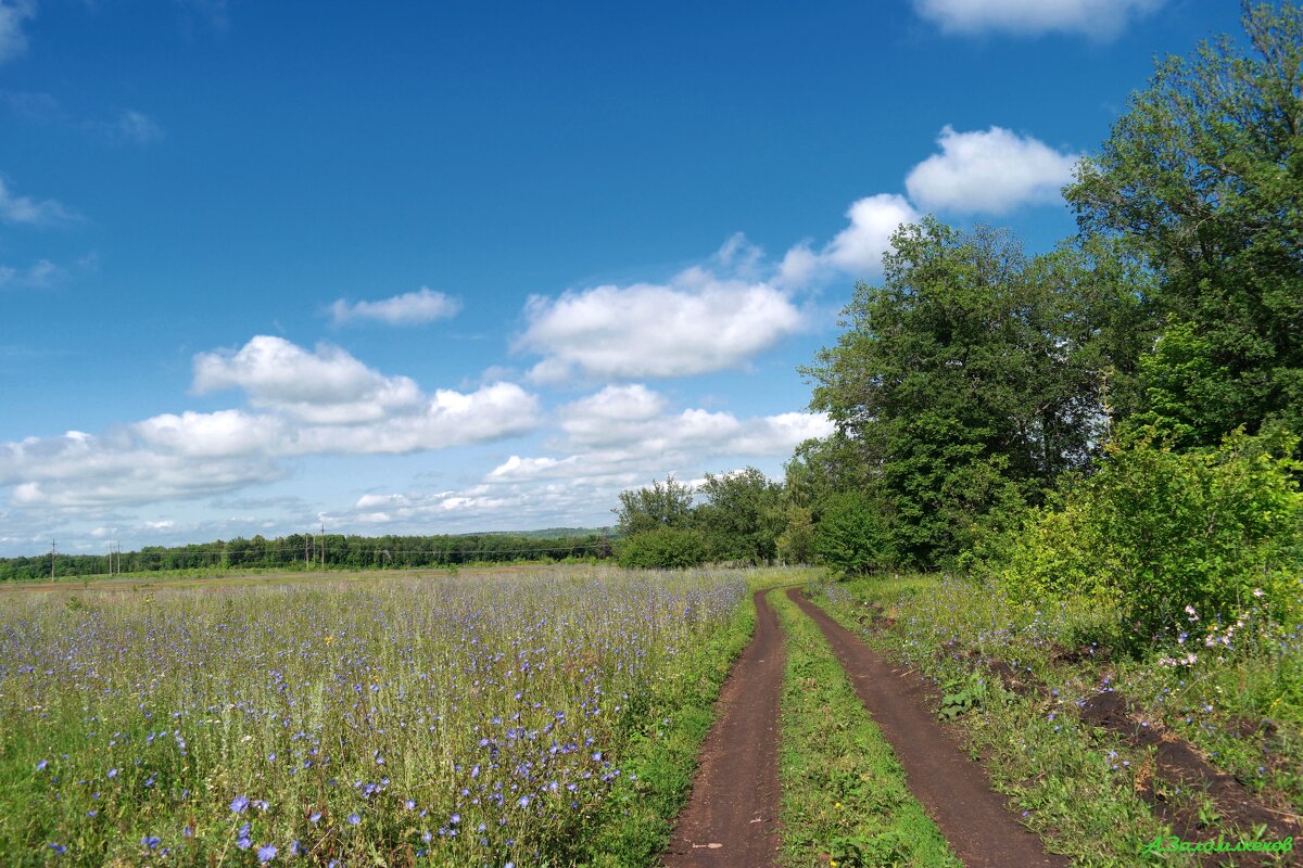 По просёлкам лета... - Андрей Заломленков