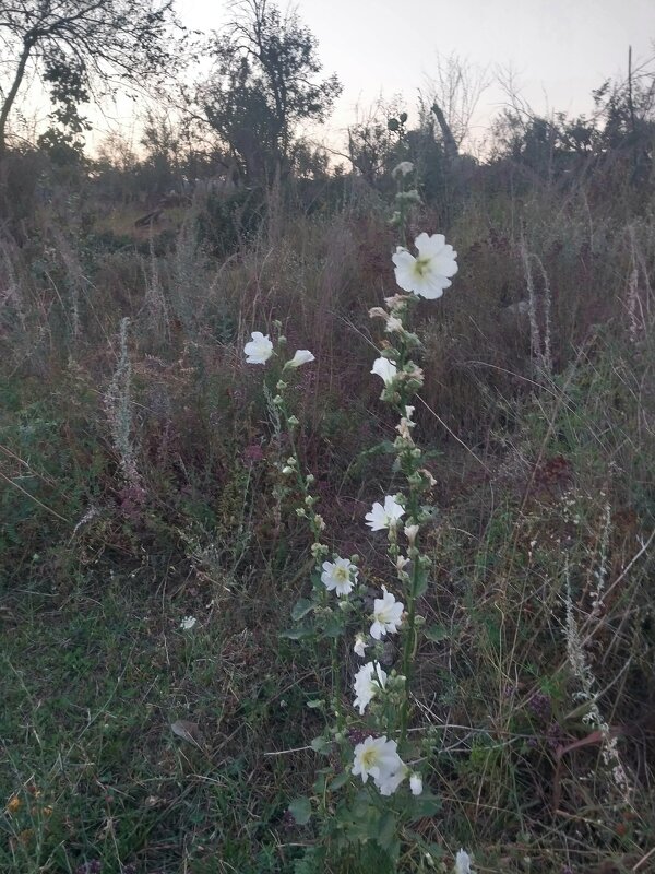 Talgar. - Murat Bukaev 