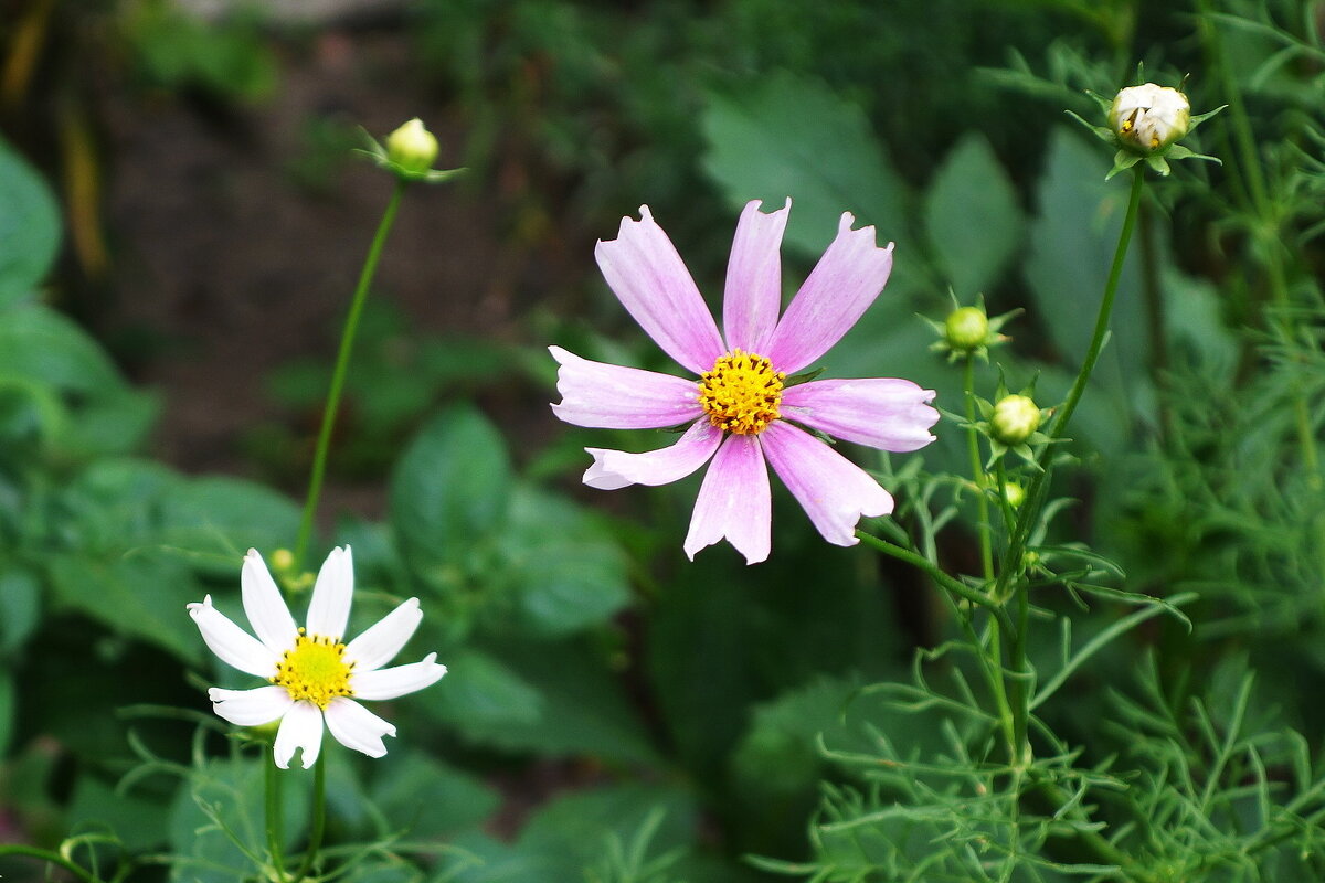 Космея - Рита Симонова