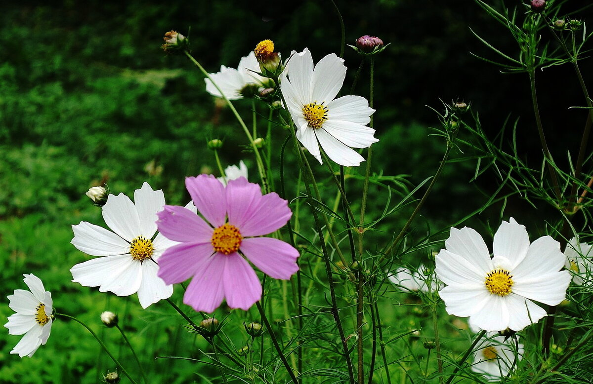 Космея - Рита Симонова