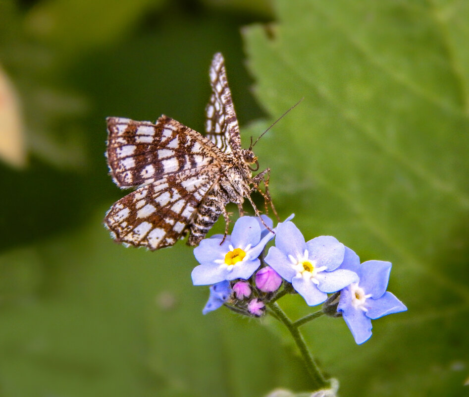 На цветке - Александр Ковальчук