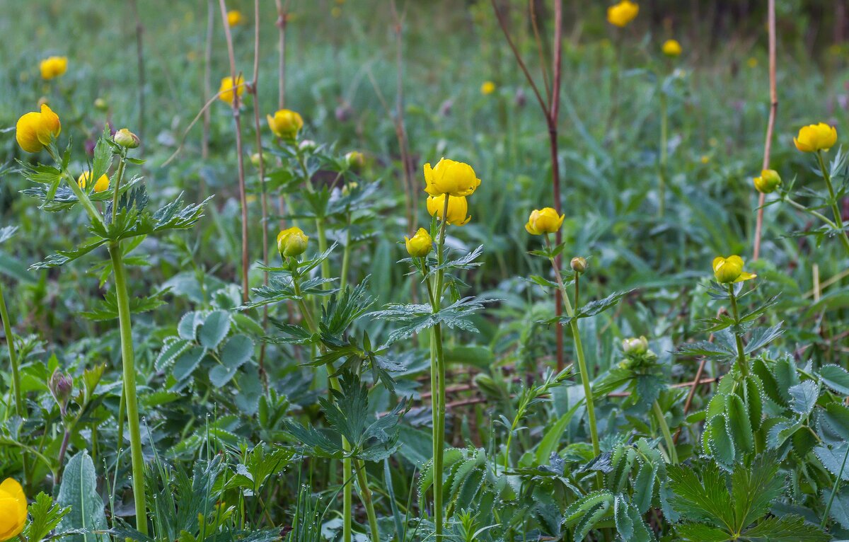 Купавки (Купальница Европейская). - Алексей Трухин Купавки (Купальница Европейская). - Алексей Трухин