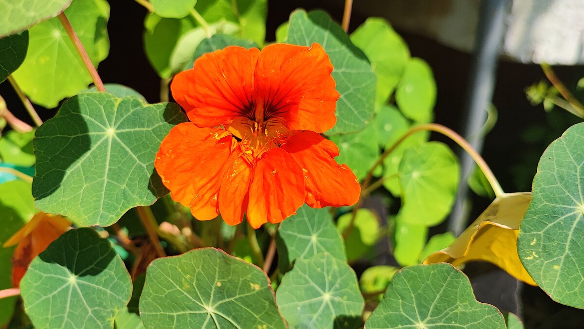 ,,, - Сергей Тимоновский