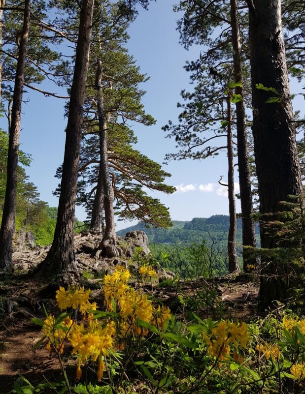 ЛАГОНАКИ - Tata Wolf