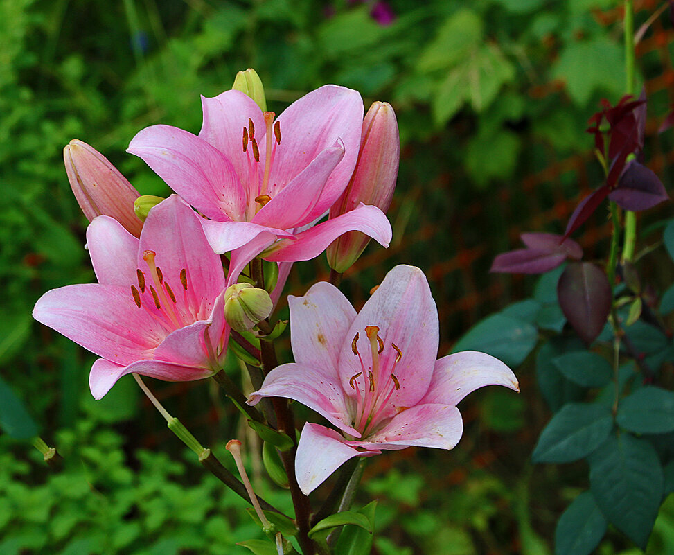 Три гламурные красотки - Светлана 