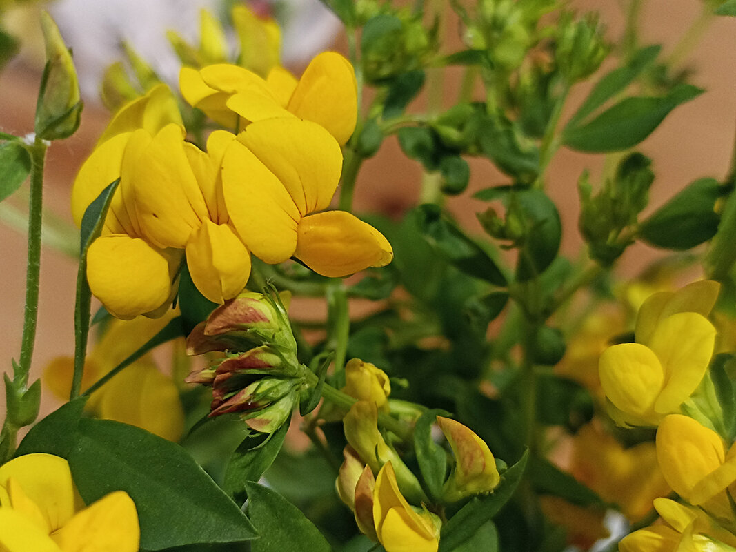 Цветы - подарок лета. - Лилия *