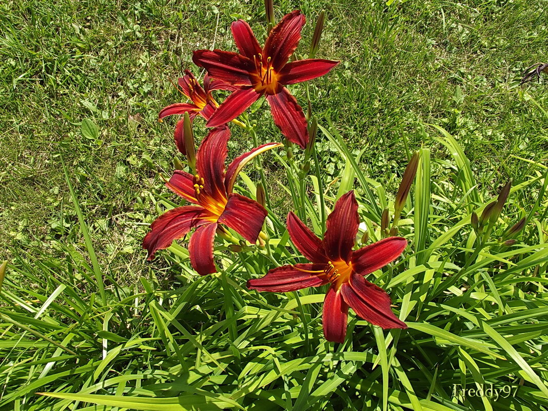 Лилейники - Freddy 97