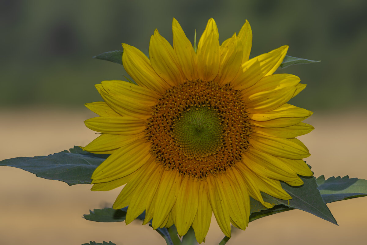 Солнечный цветок... - Александр Посошенко