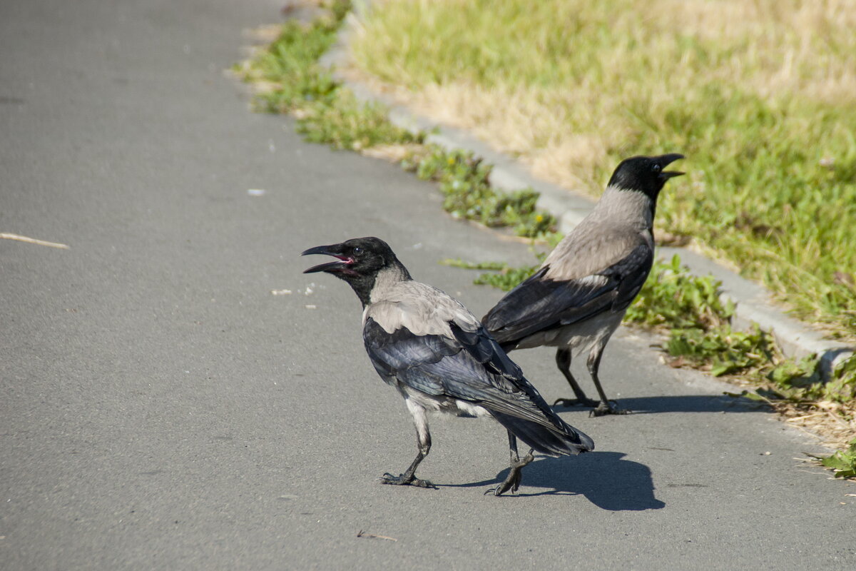 Жара... - Елена Пономарева